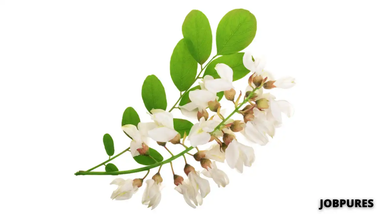 Acacia Flower Name in Hindi