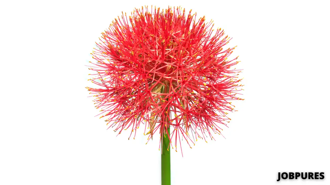 Blood Lily Flower Name in Hindi