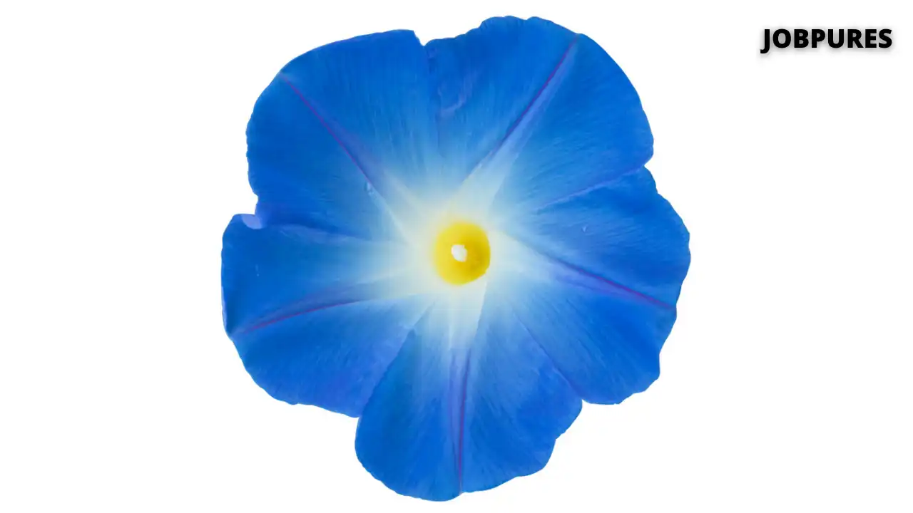 Blue Morning Glory Flower Name in Hindi
