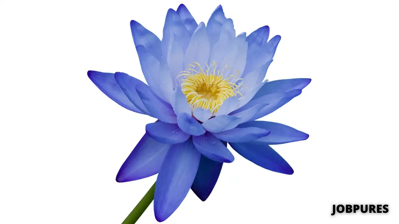 Blue Water Lily Flower Name in Hindi