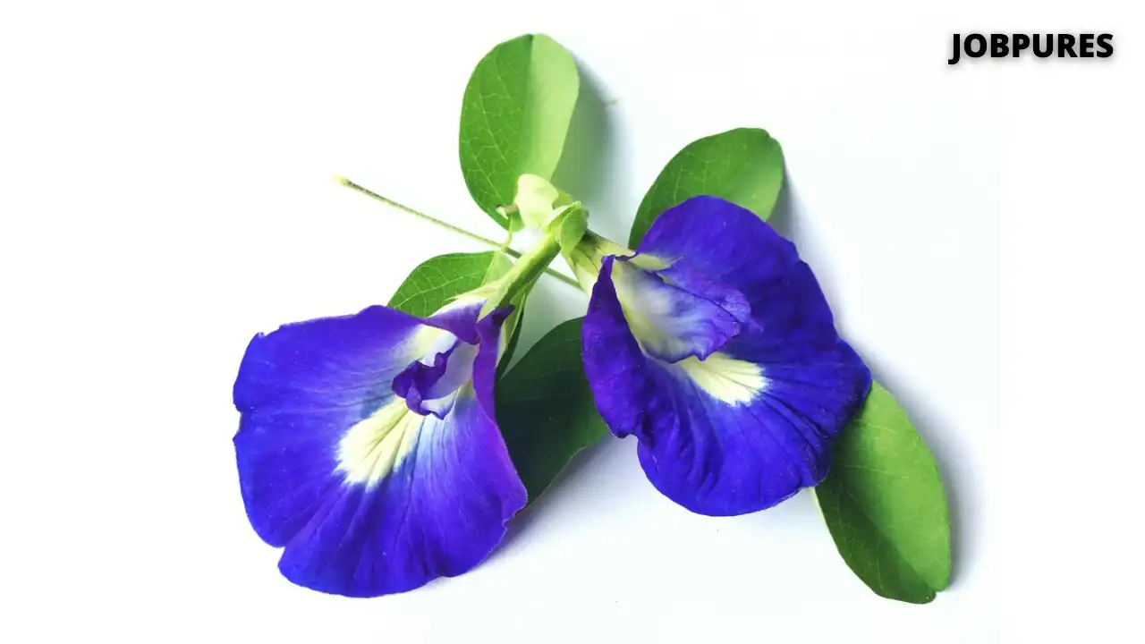 Butterfly Pea Flower Name in Hindi