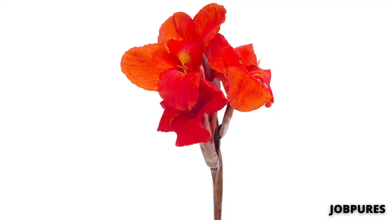 Canna Flower Name in Hindi