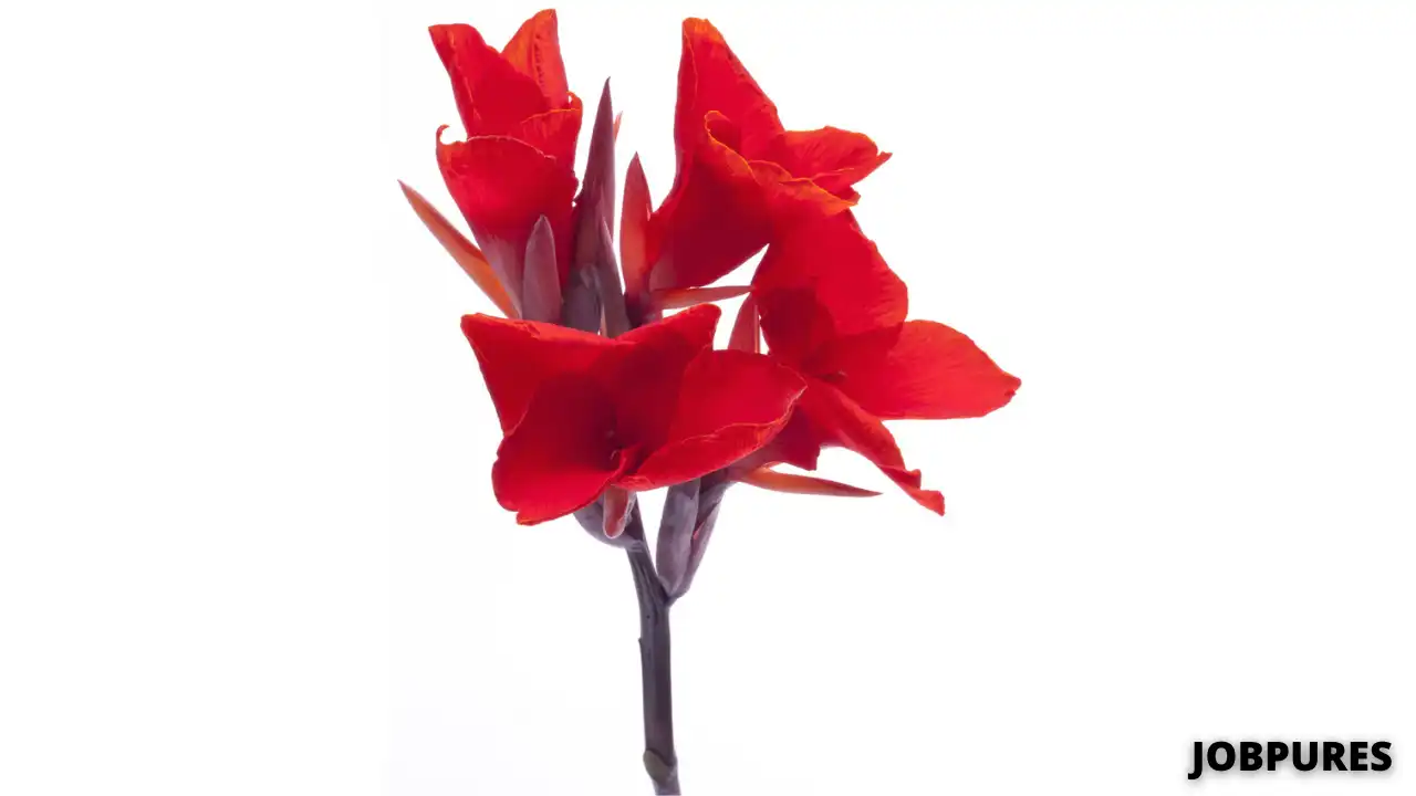 Canna Lily Flower Name in Hindi