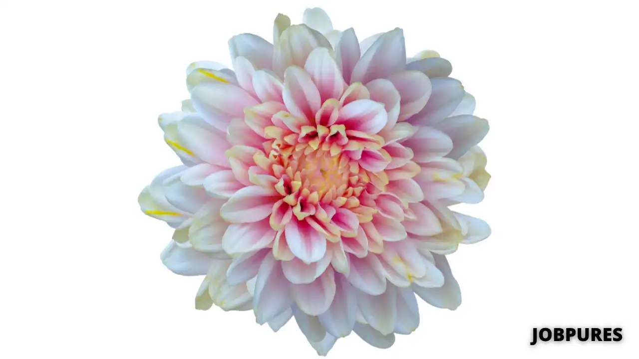 Chrysanthemum Flower Name in Hindi