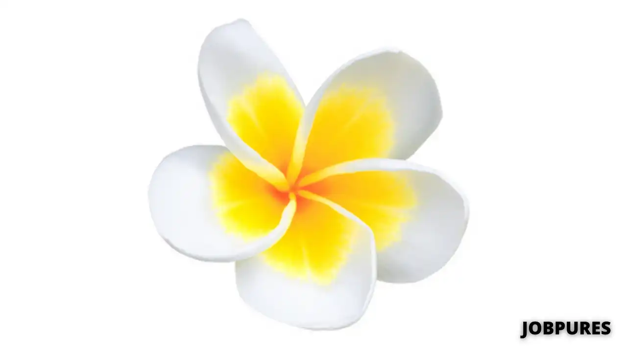 Common White Frangipani Flower Name in Hindi