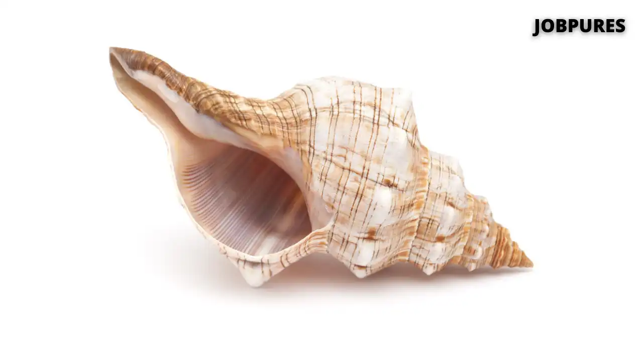 Conch Musical Instrument Name in Hindi