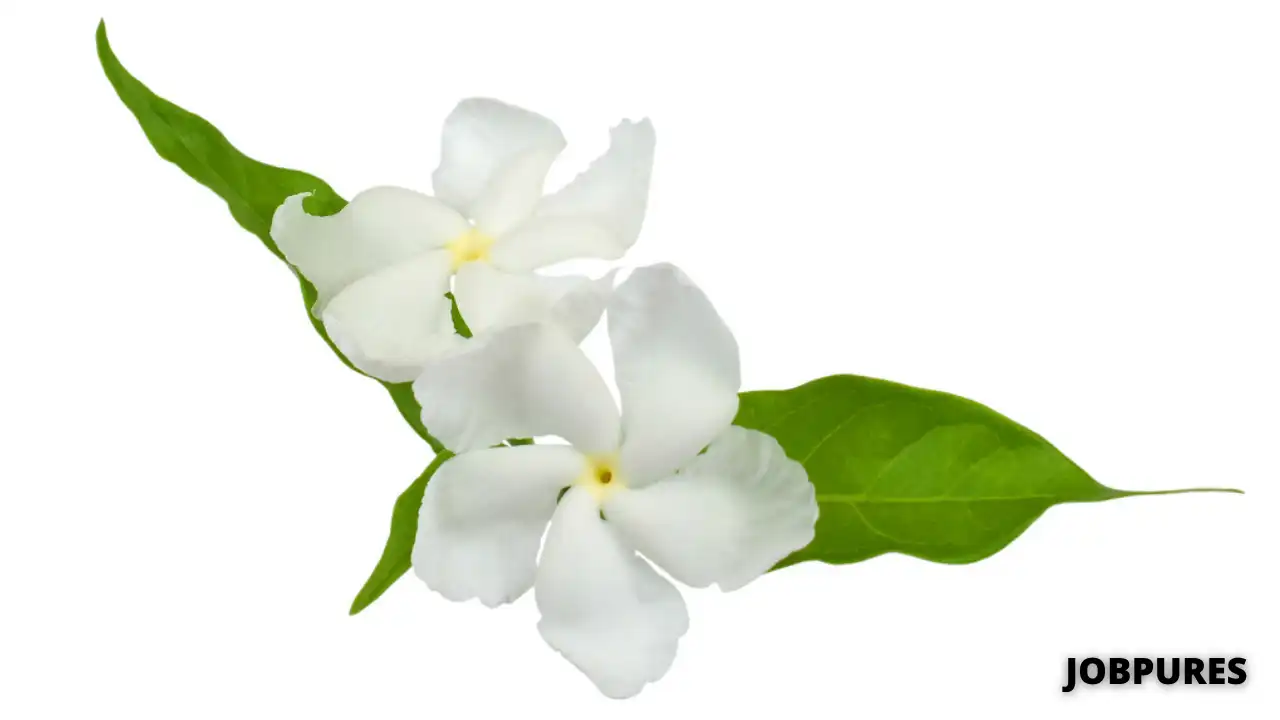 Crape Jasmine Flower Name in Hindi