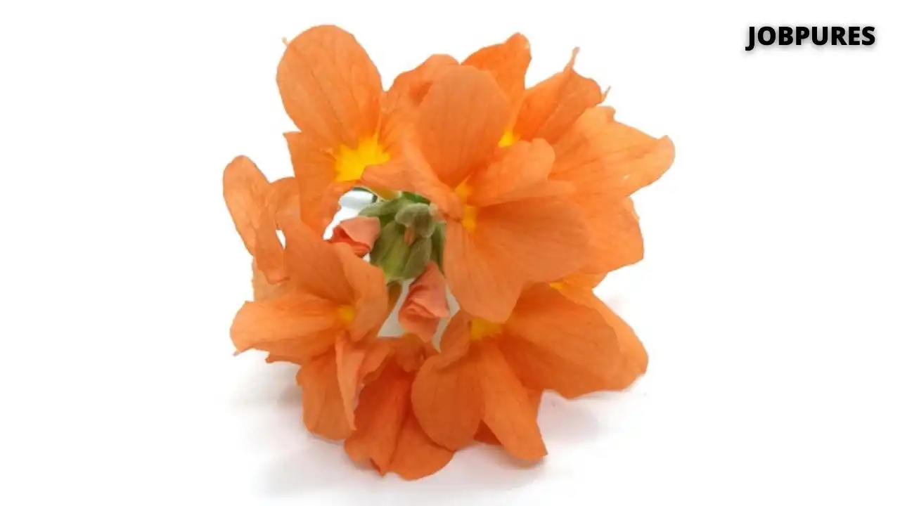 Crossandra Flower Name in Hindi