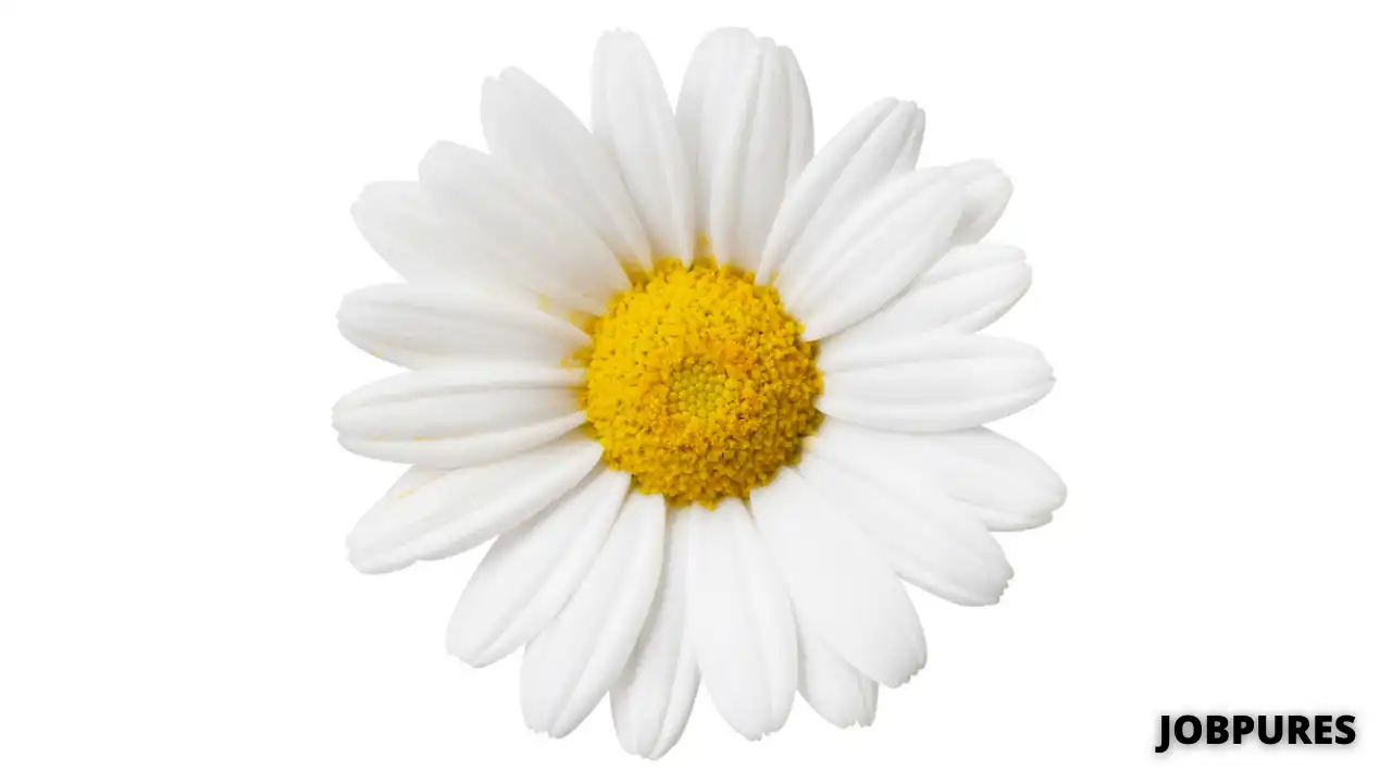 Daisy Flower Name in Hindi