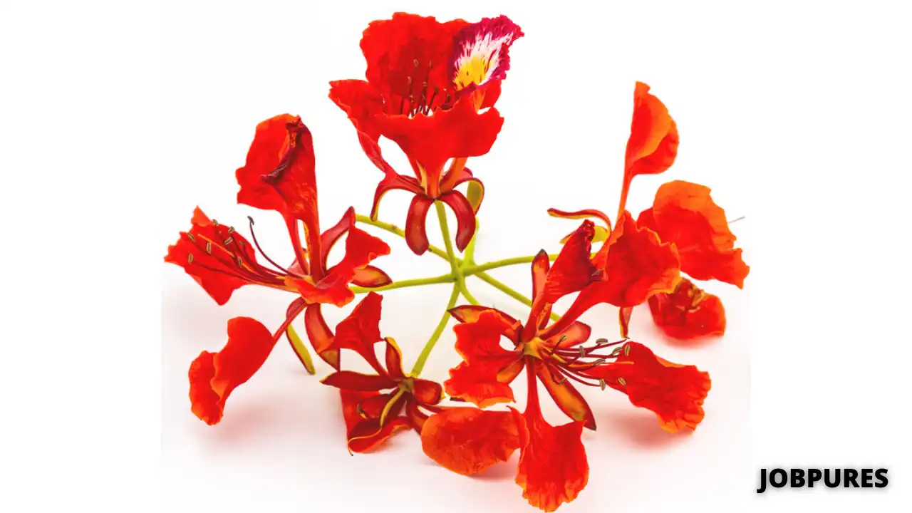Delonix Regia Flower Name in Hindi