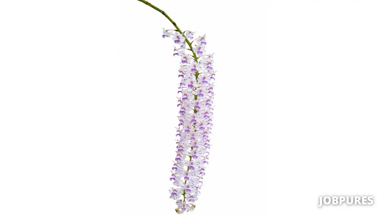 Foxtail Orchid Flower Name in Hindi