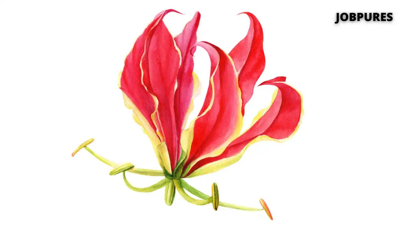 Glory Lily Flower Name in Hindi