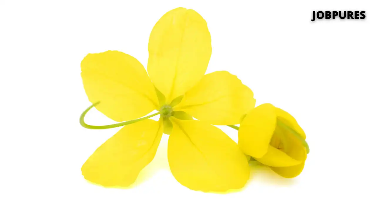 Golden Shower Flower Name in Hindi