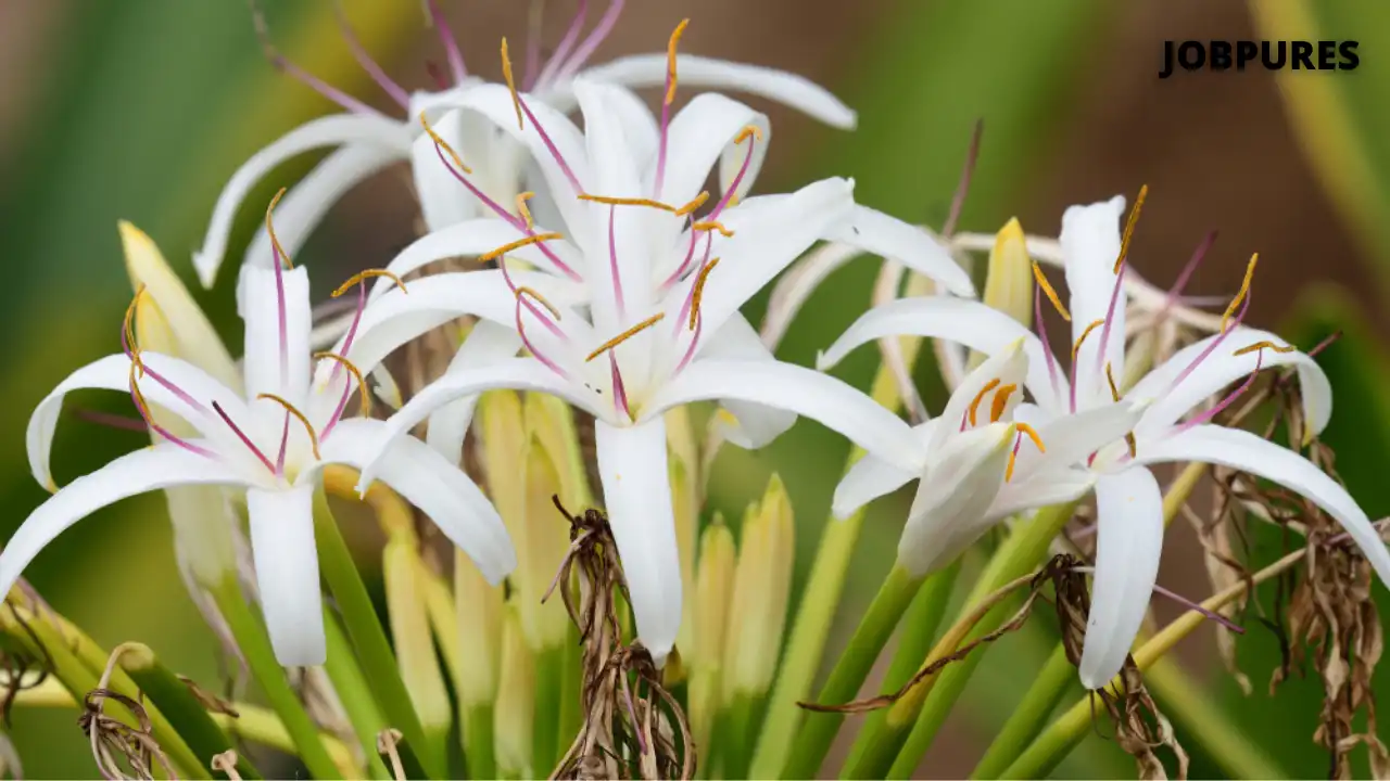 Grand Crinum Lily Flower Name in Hindi