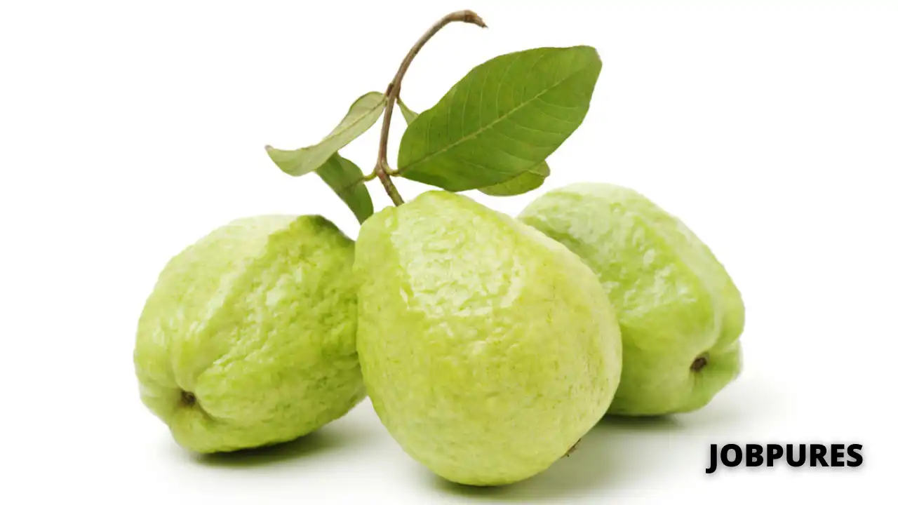 Guava Name in Hindi