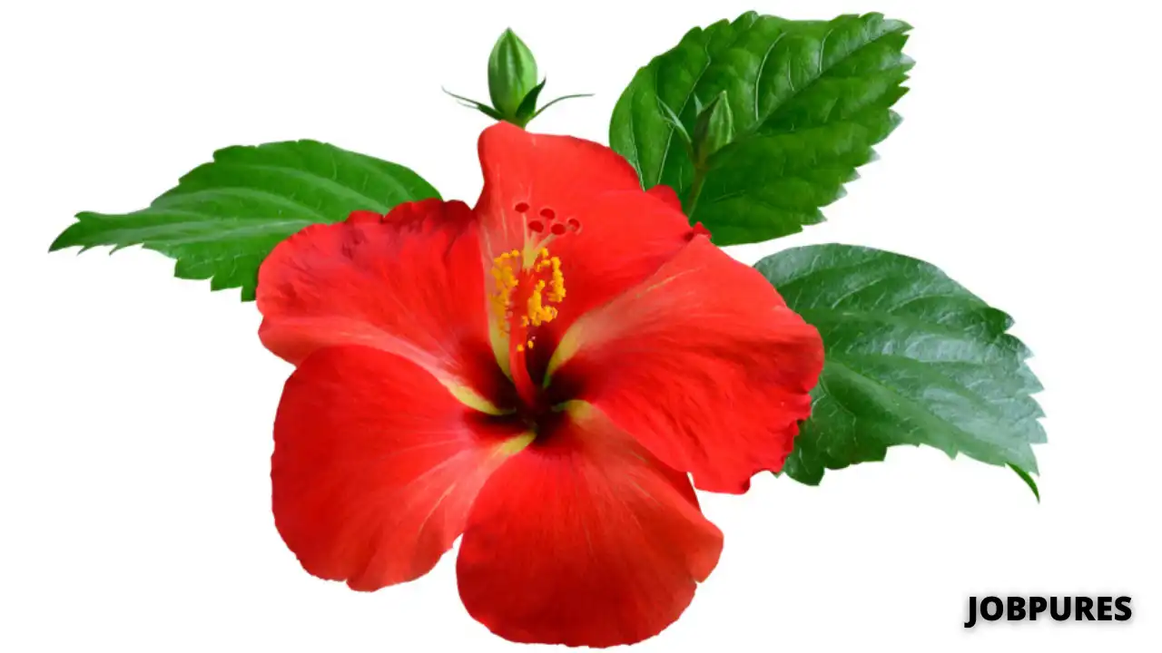 Hibiscus Flower Name in Hindi