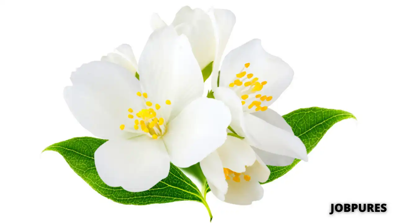 Jasmine Flower Name in Hindi