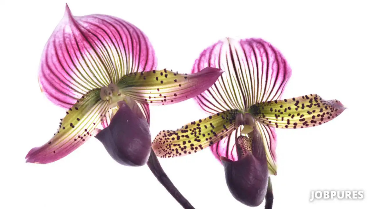 Lady's Slipper Orchid Flower Name in Hindi