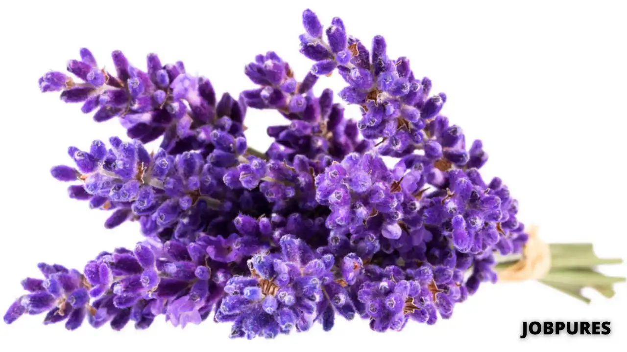 Lavender Flower Name in Hindi