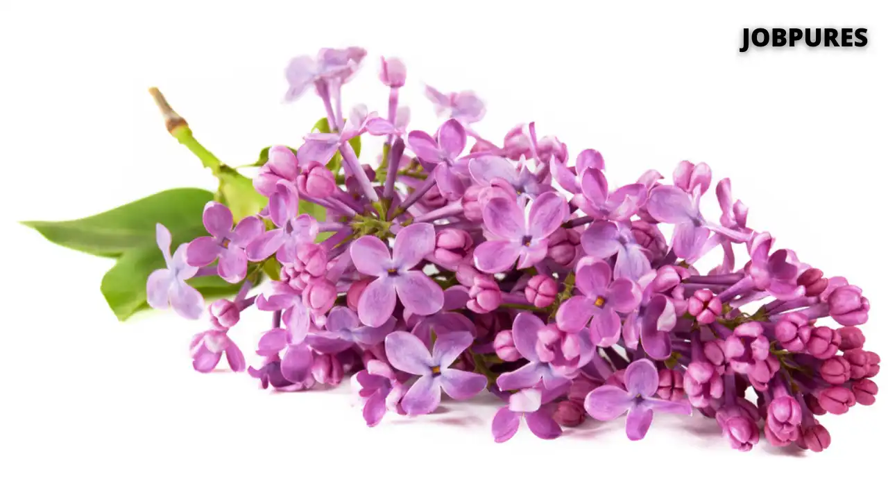 Lilac Flower Name in Hindi