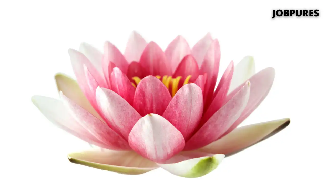 Lotus Flower Name in Hindi