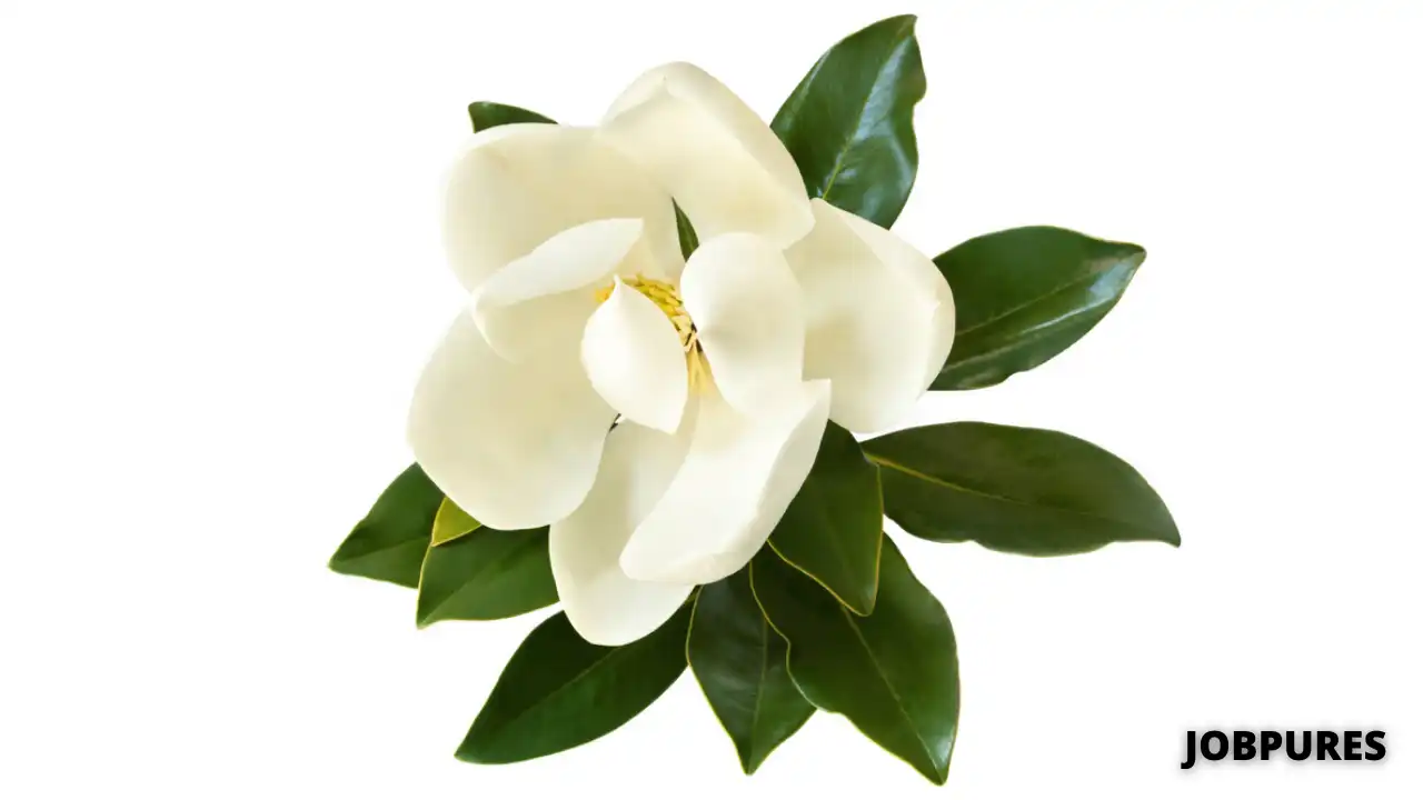 Magnolia Flower Name in Hindi