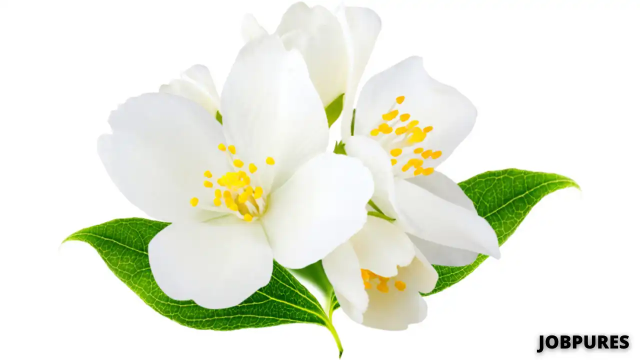 Masua Ferrea Flower Name in Hindi