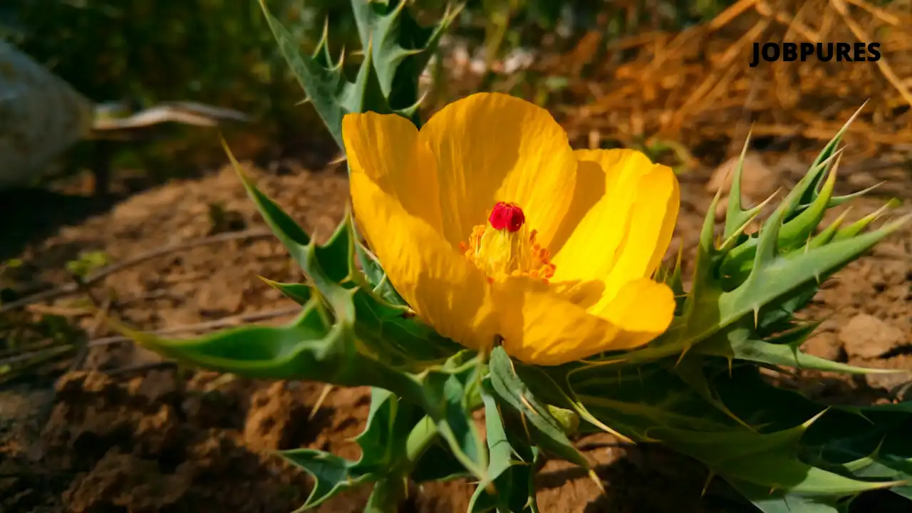 Mexican Prickly Poppy Flower Name in Hindi