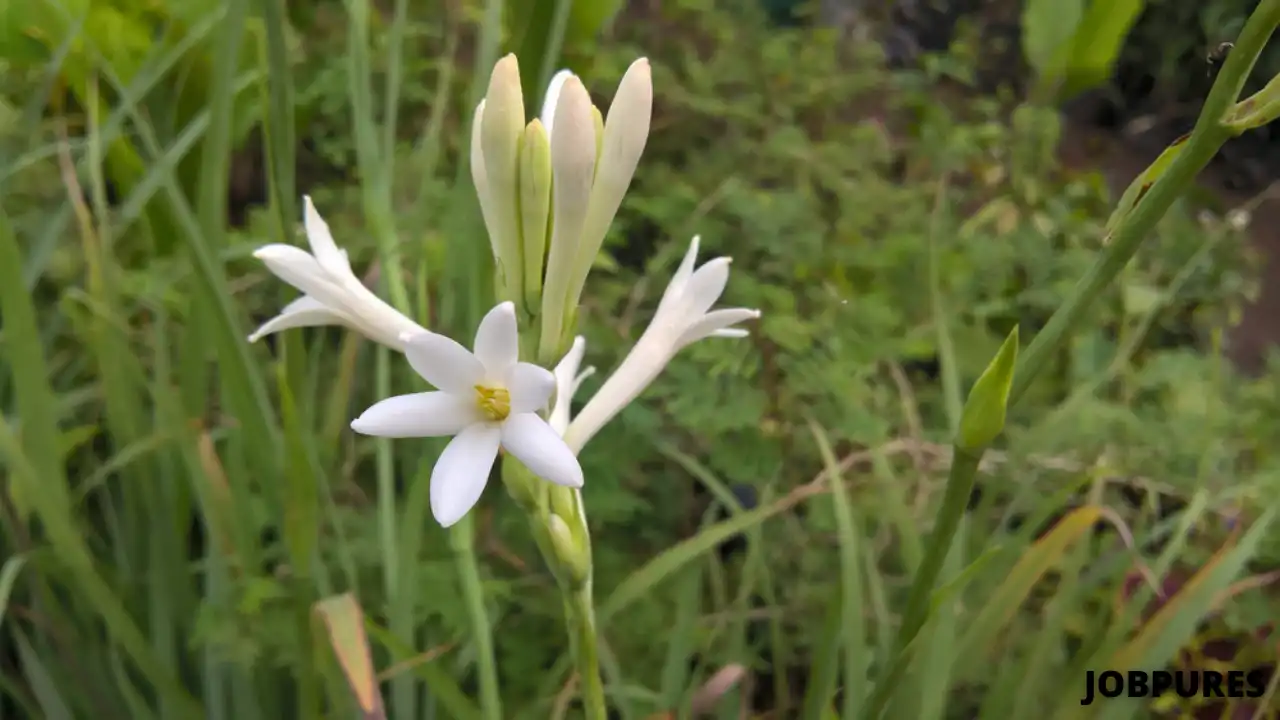 Mexican Tuberose Flower Name in Hindi