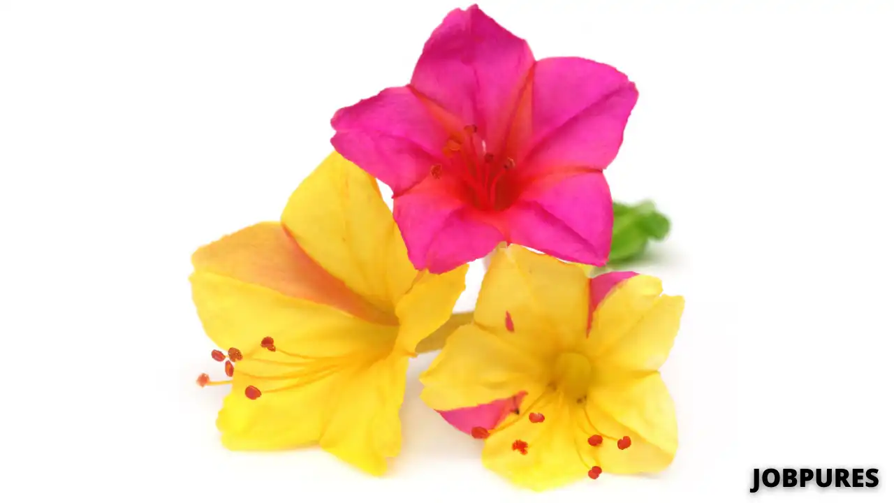 Mirabilis Jalapa Flower Name in Hindi