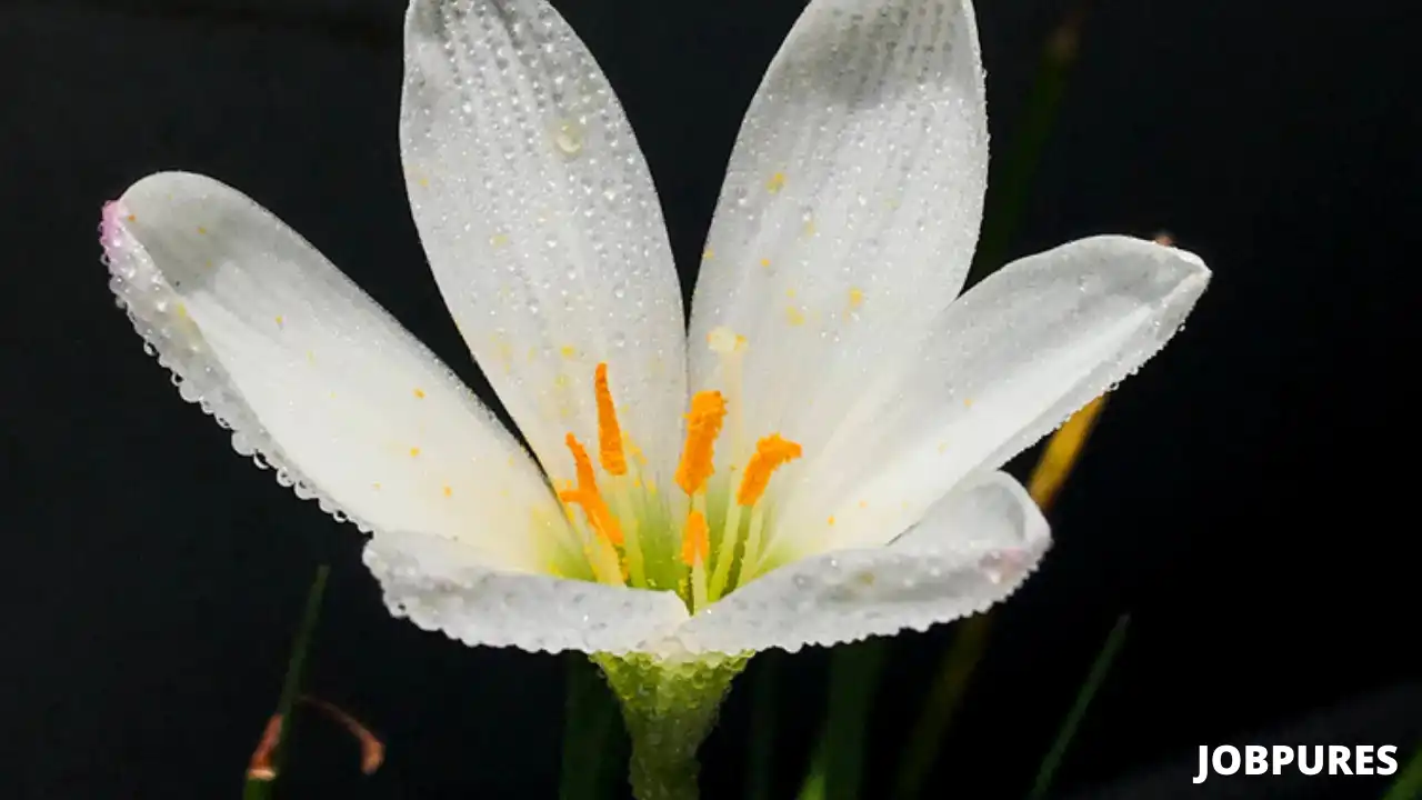Monsoon Lily Flower Name in Hindi