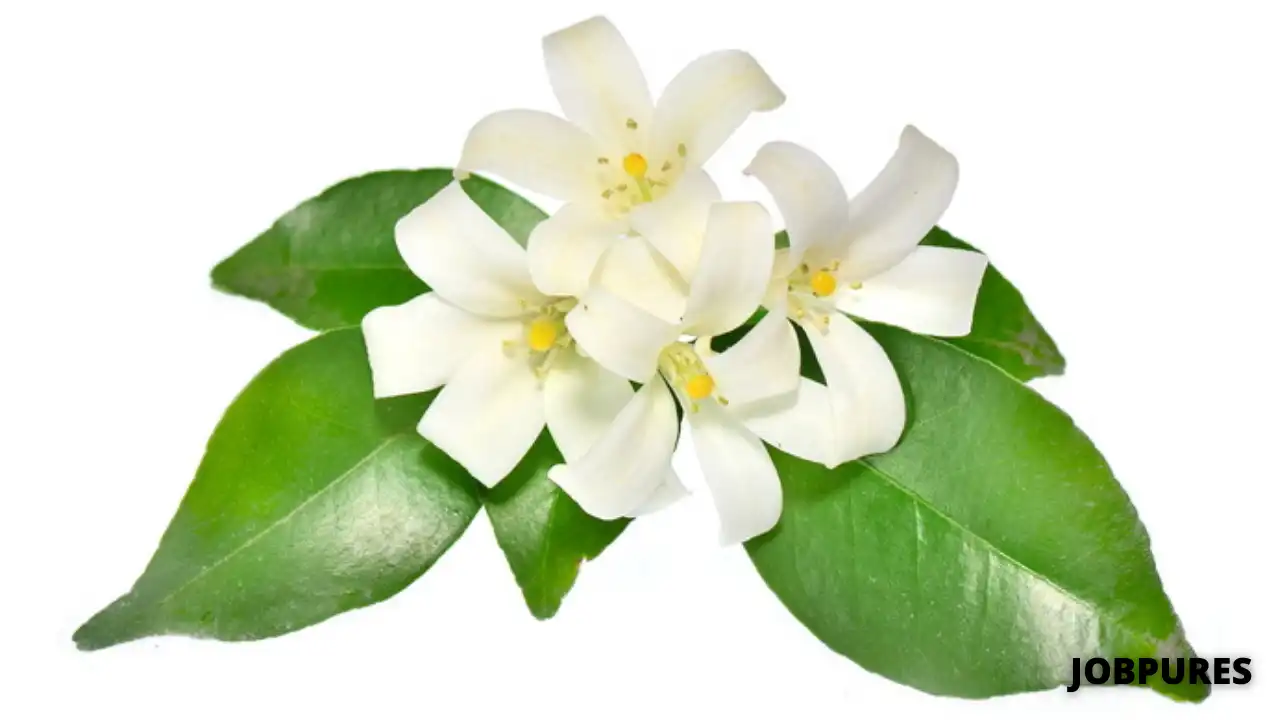 Murraya Flower Name in Hindi