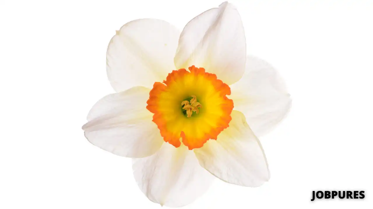 Narcissus Flower Name in Hindi