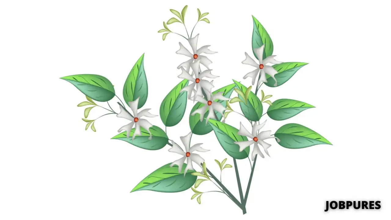 Night Blooming Jasmine Flower Name in Hindi