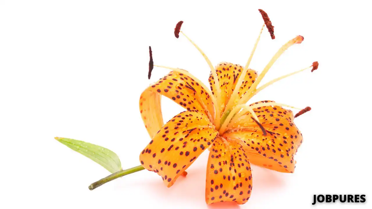 Orange Tiger Lily Flower Name in Hindi