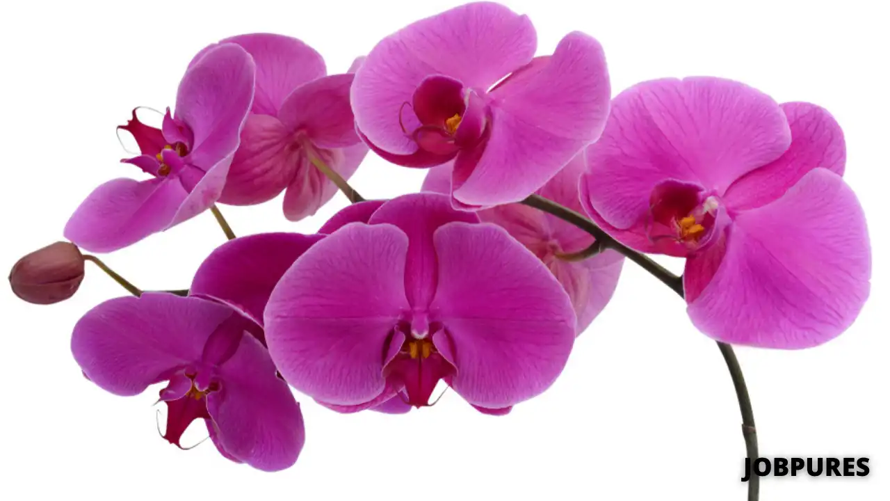 Orchid Flower Name in Hindi