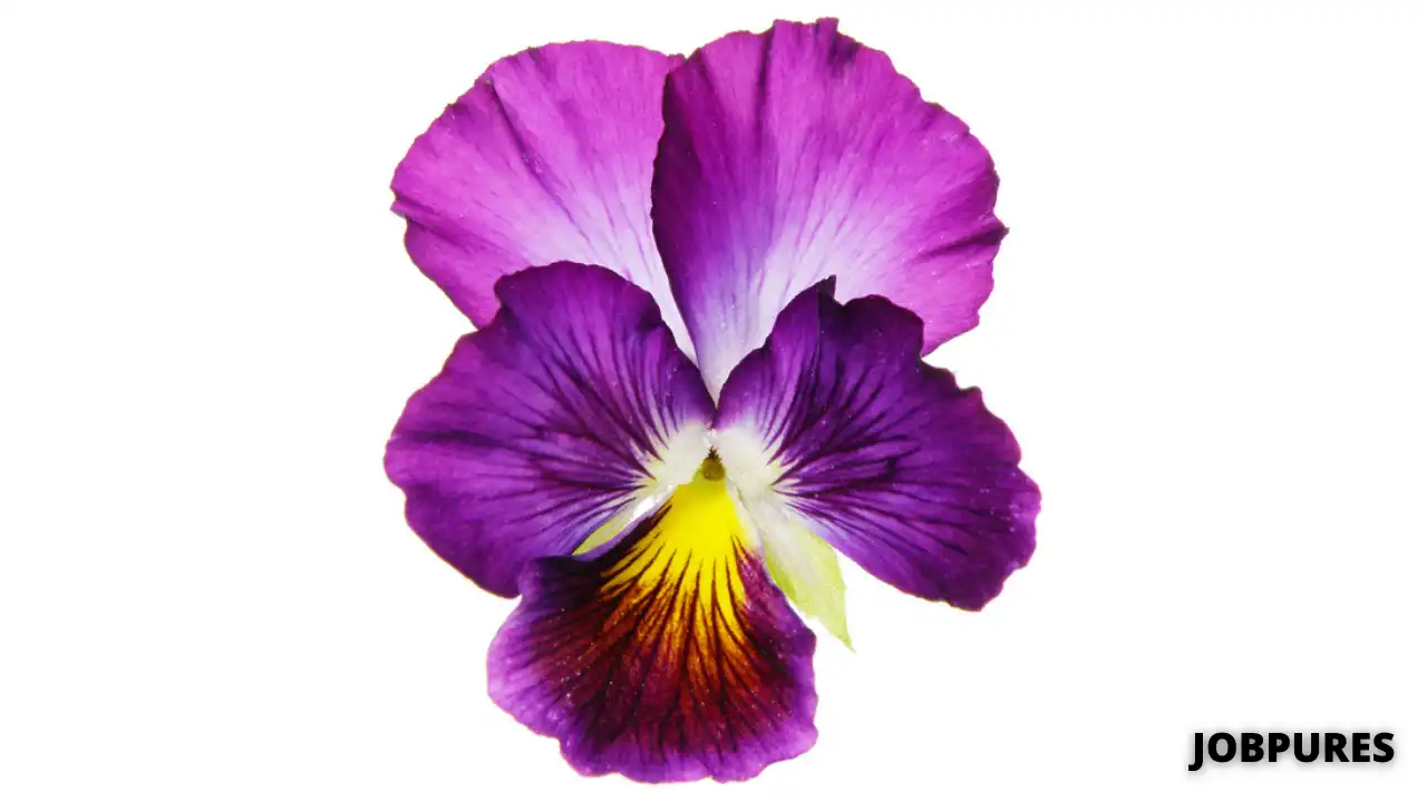 Pansy Flower Name in Hindi