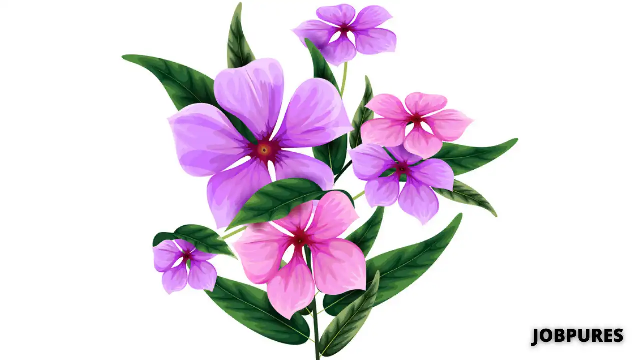 Periwinkle Flower Name in Hindi
