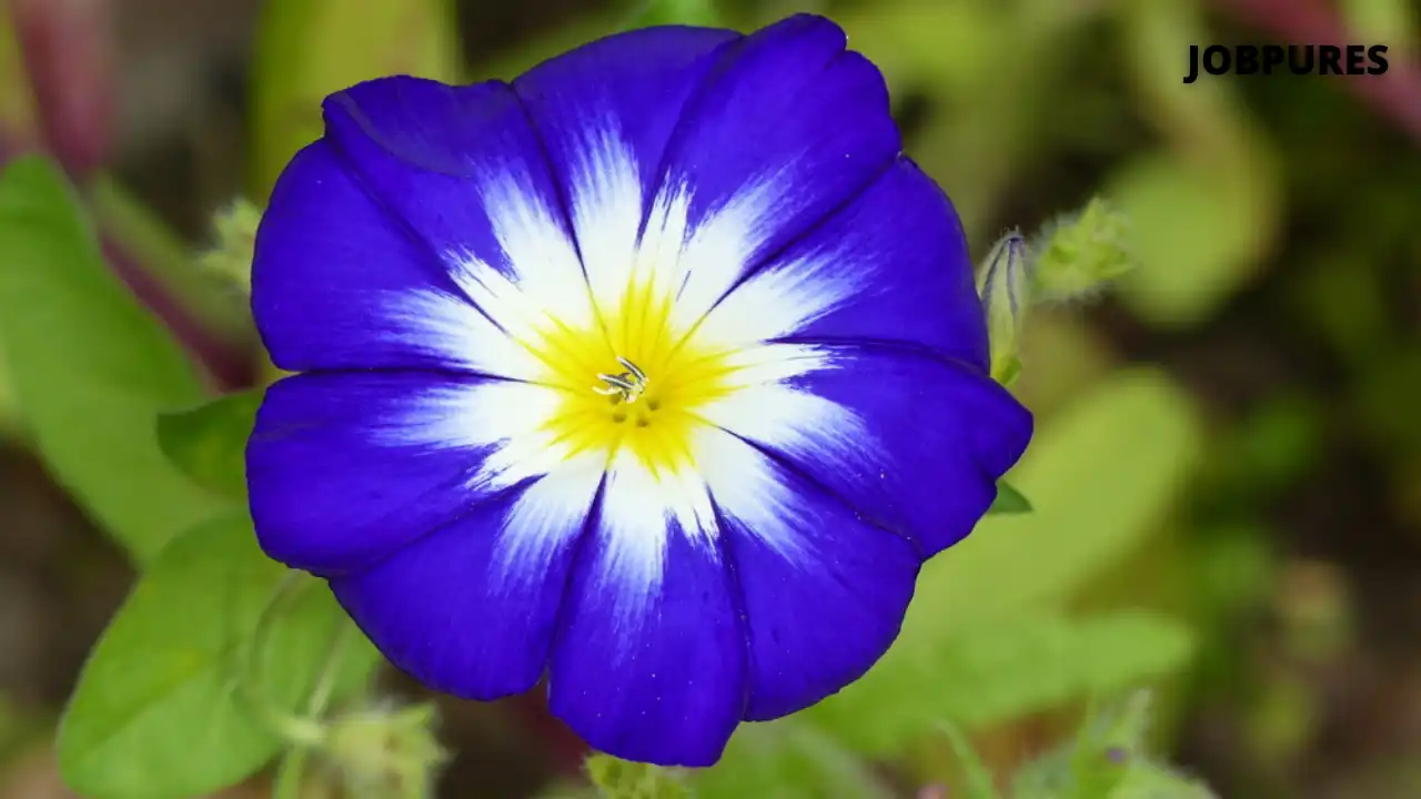 Picotee Blue Morning Glory Flower Name in Hindi