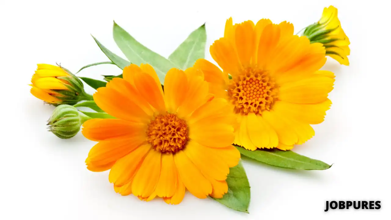 Pot Marigold Flower Name in Hindi