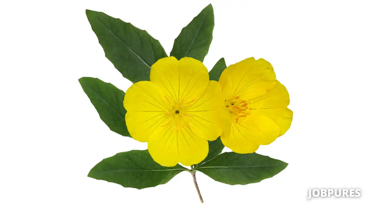 Primrose Flower Name in Hindi
