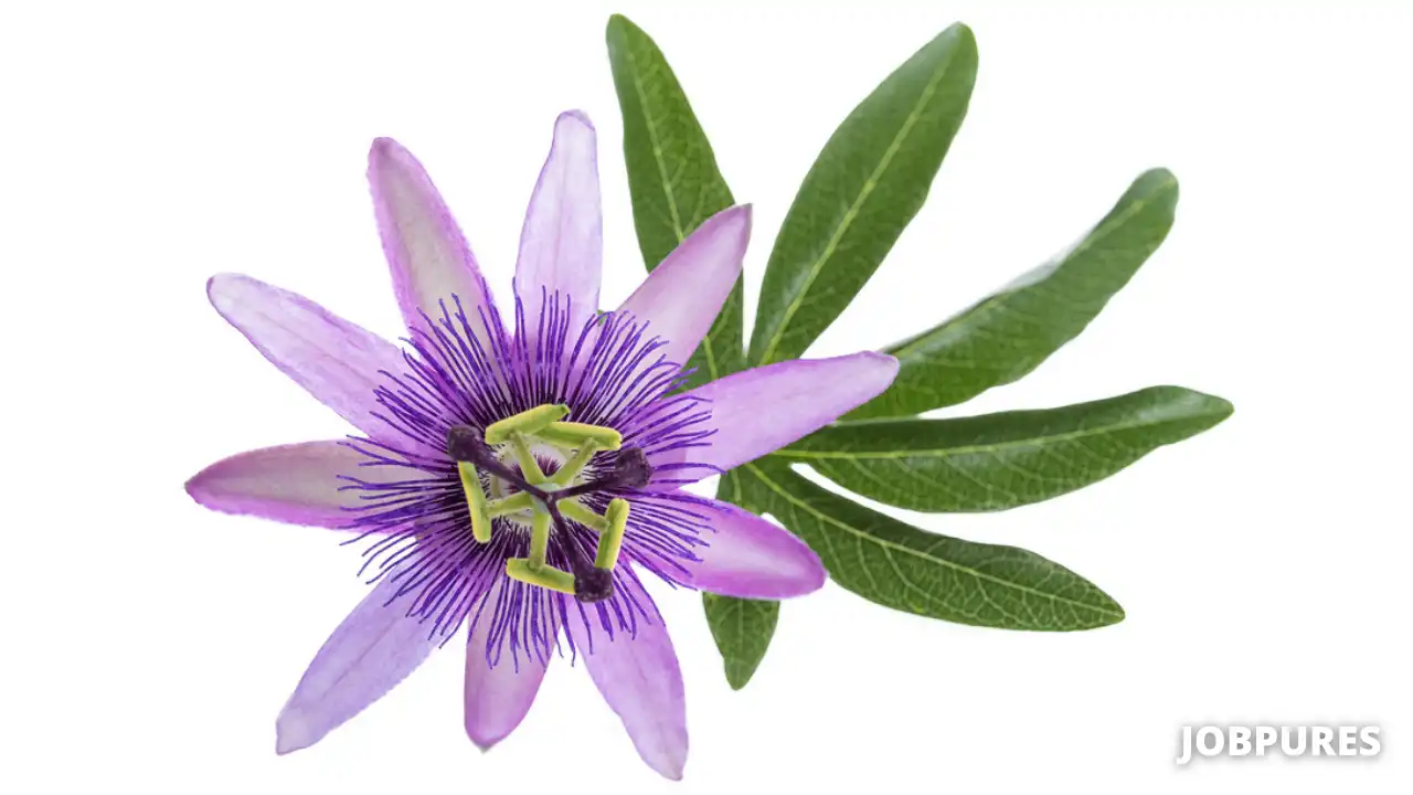 Purple Passion Flower Name in Hindi