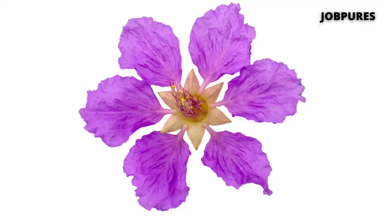 Queen Crape Myrtle Flower Name in Hindi