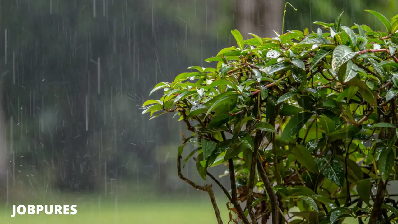 Rainy/Monsoon Season With Picture