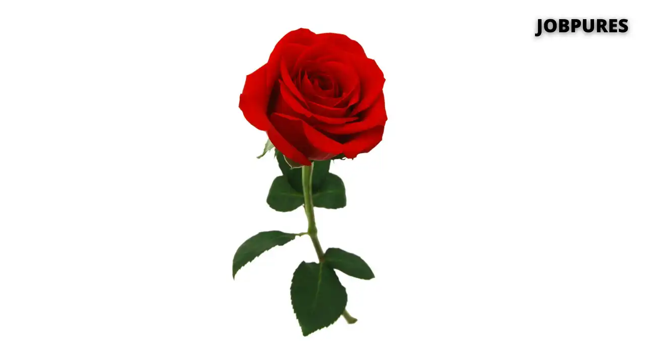 Rose Flower Name in Hindi