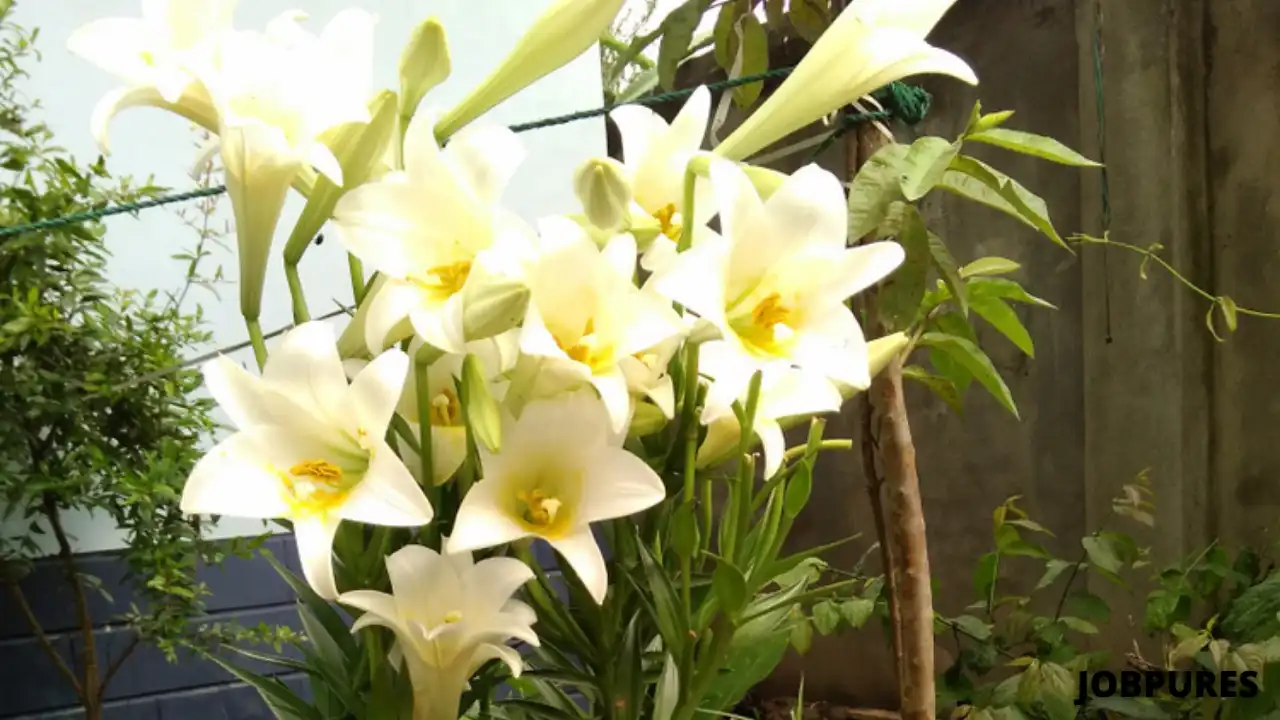 Siroi Lily Flower Name in Hindi