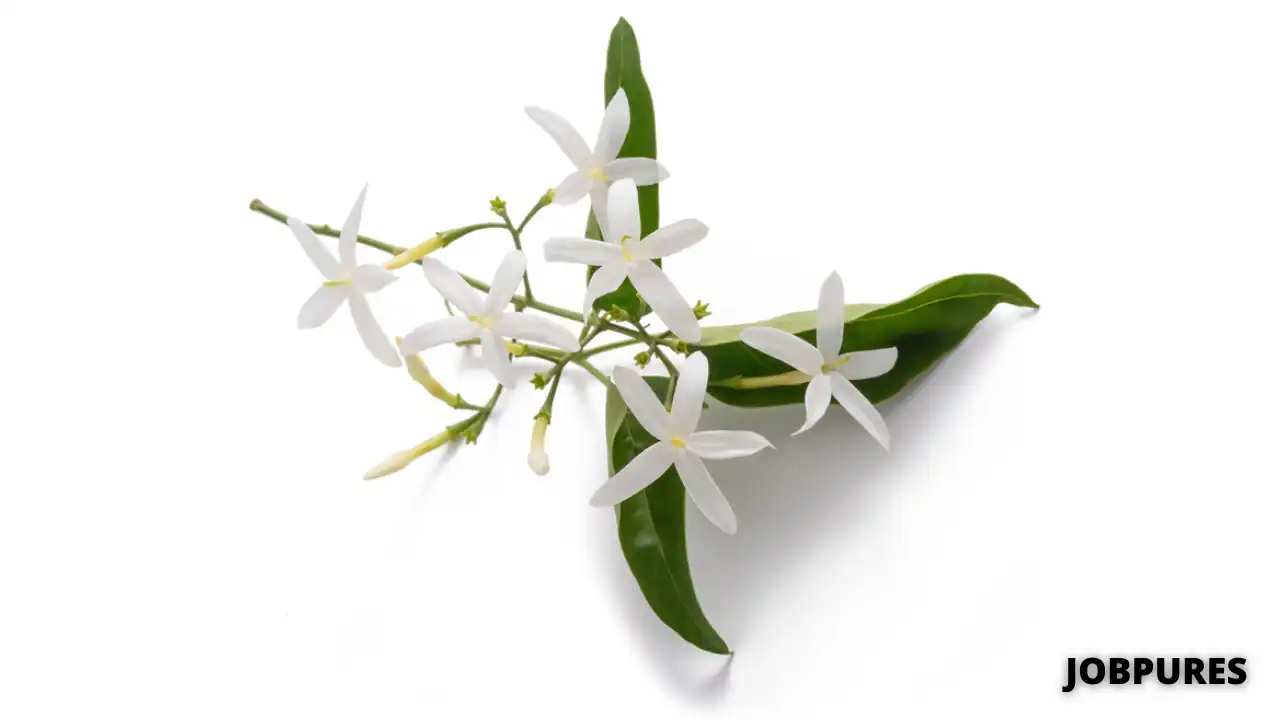 Star Jasmine Flower Name in Hindi