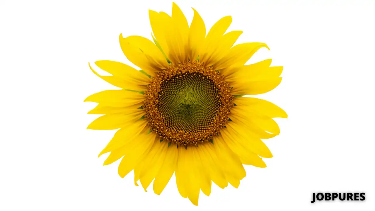 Sunflower Name in Hindi