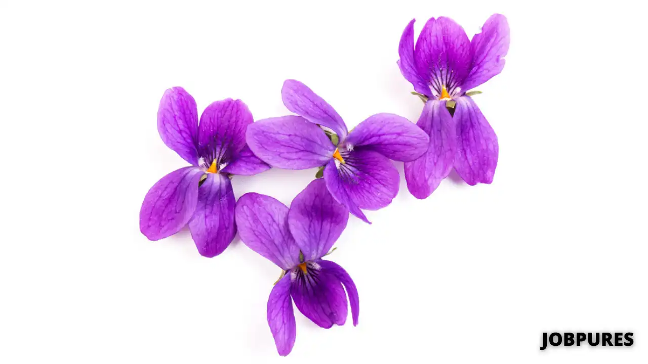 Sweet Violet Flower Name in Hindi