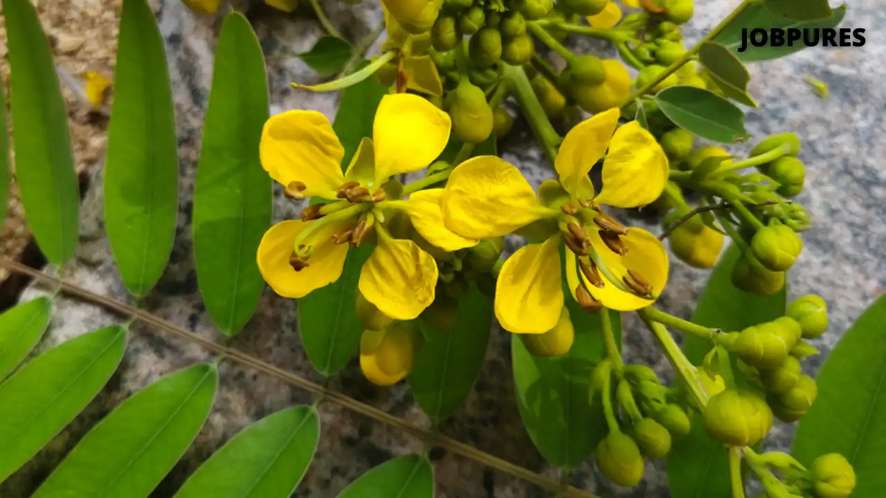 Tanner's Cassia Flower Name in Hindi